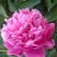 牡丹花，芍药花（全国各地均可种植）