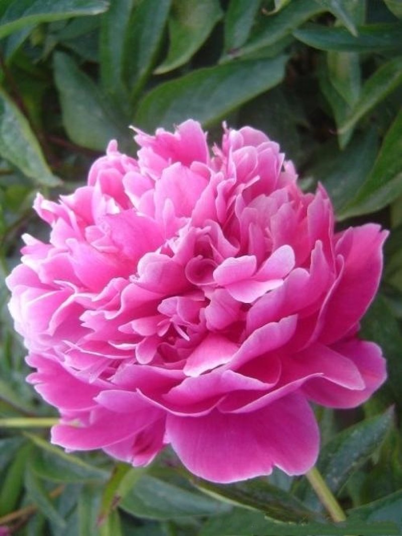 牡丹花，芍药花（全国各地均可种植）