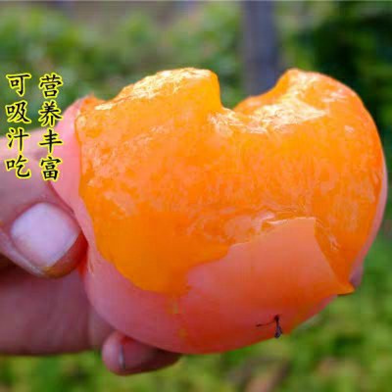 嫁接特大磨盘柿，牛心柿，不暖甜柿当年结果摘下即吃