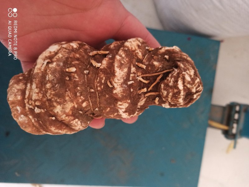 重楼七叶一枝颠重楼可打粉各种规格干货