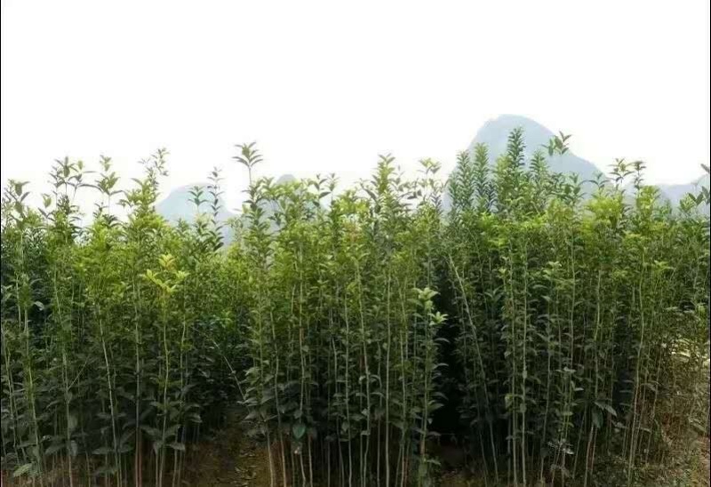 桂花树桂花苗金桂花苗八月桂花苗成活率现挖现发