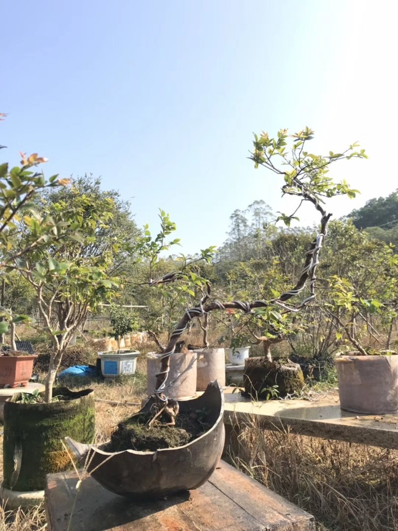 盆栽四季嘉宝果苗院庭首选