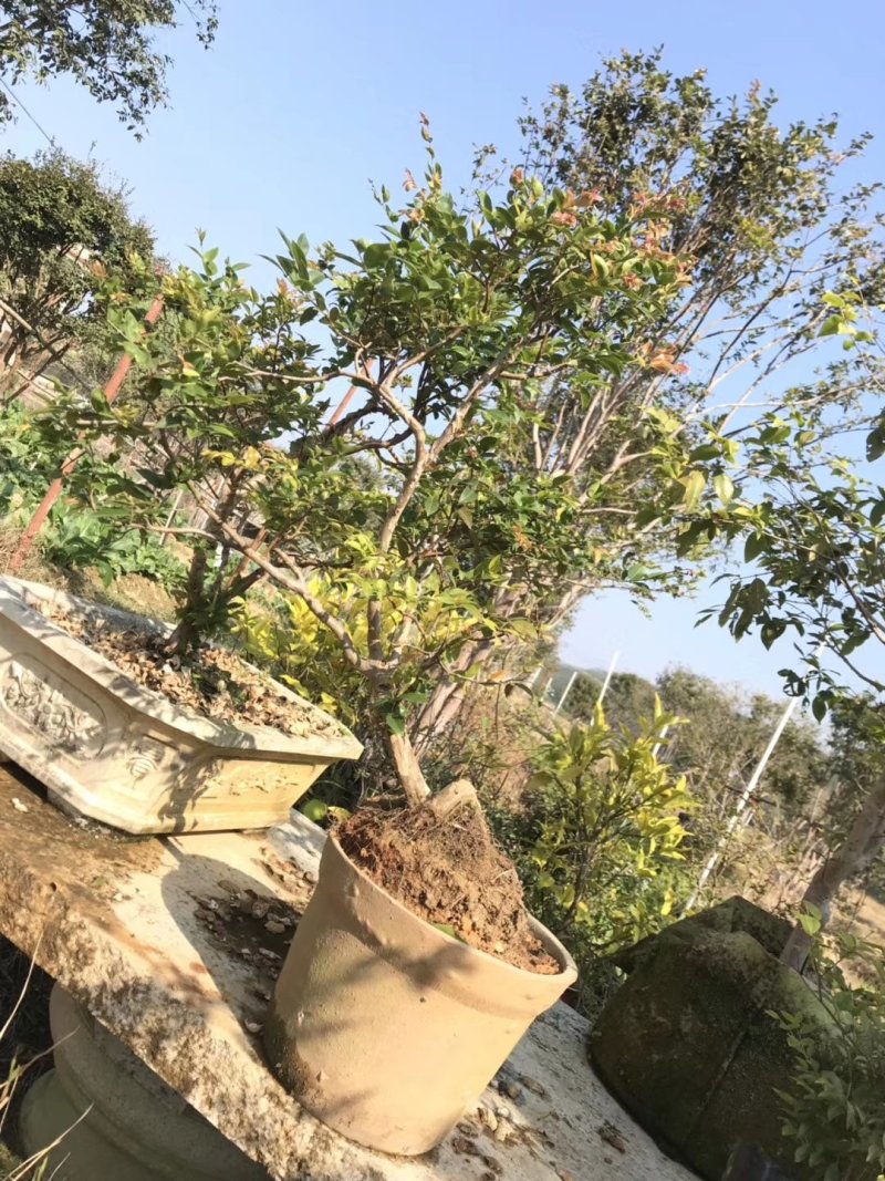盆栽四季嘉宝果苗院庭首选