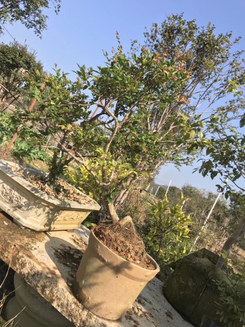盆栽四季嘉宝果苗院庭首选