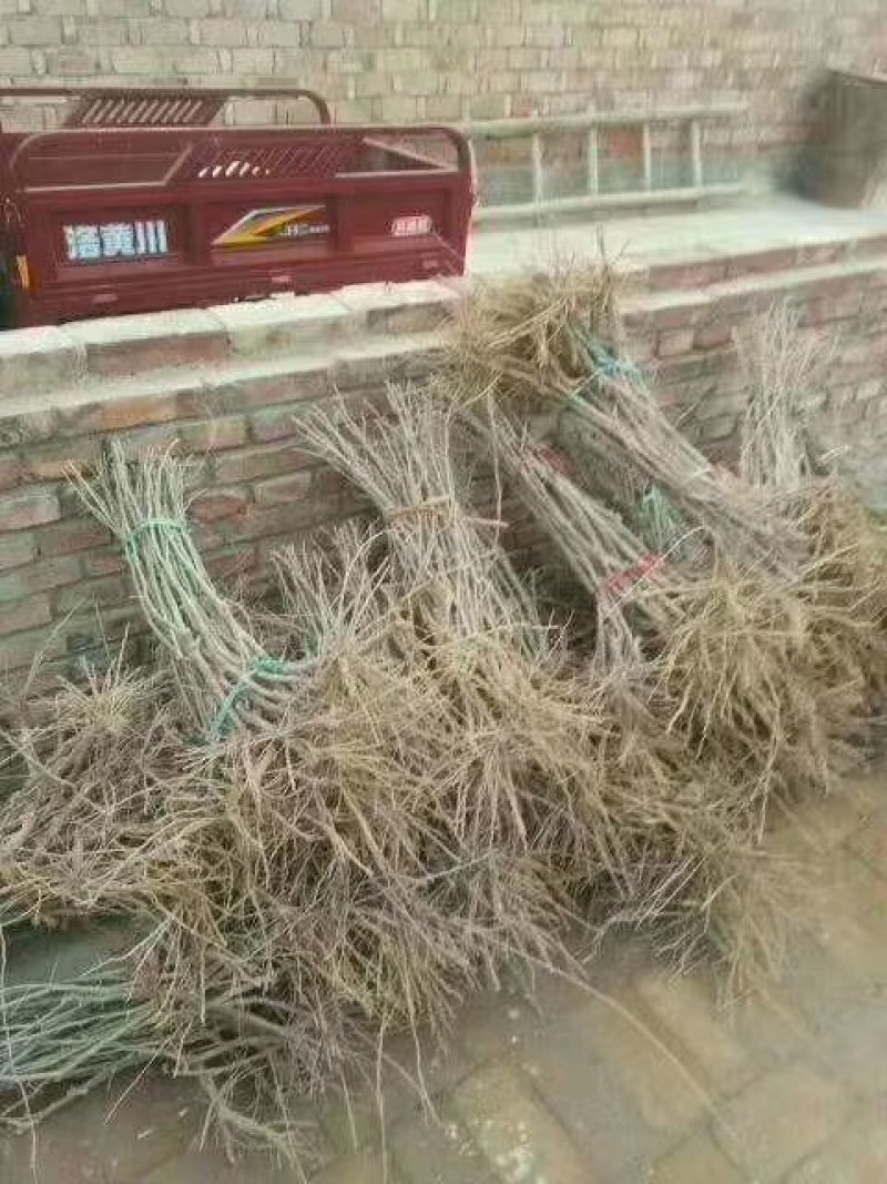 枸杞苗