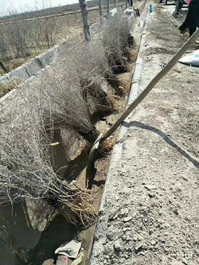 枸杞苗