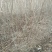 乌桕江苏产地彩色花卉造型乌桕丛生乌桕行到树点缀观赏树