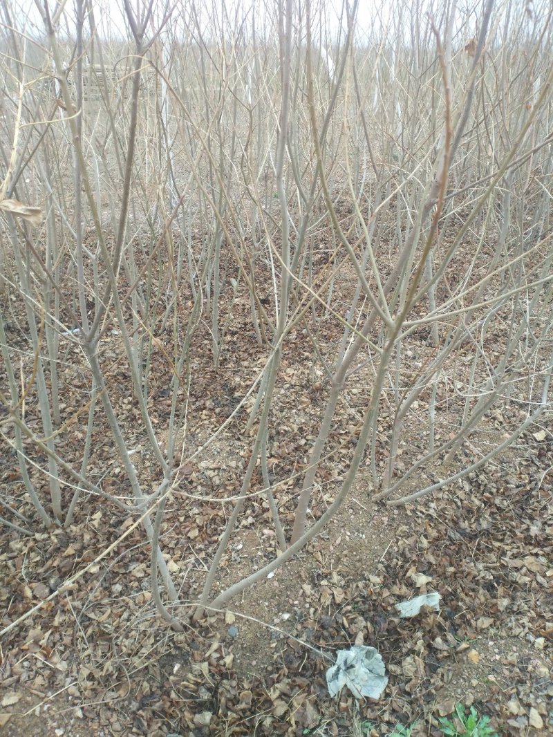 乌桕江苏产地彩色花卉造型乌桕丛生乌桕行到树点缀观赏树