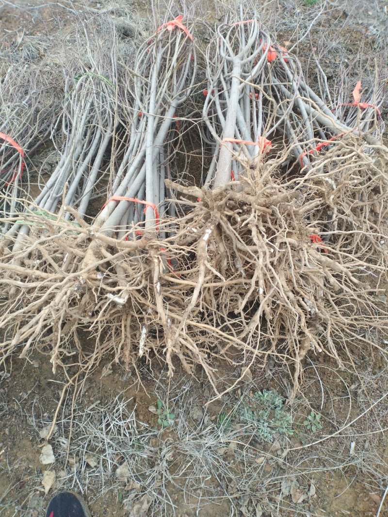 乌桕江苏产地彩色花卉造型乌桕丛生乌桕行到树点缀观赏树