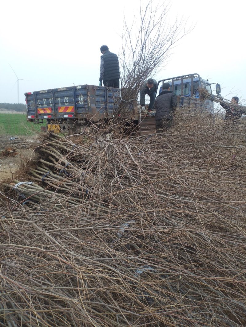 乌桕江苏产地彩色花卉造型乌桕丛生乌桕行到树点缀观赏树