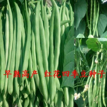 白芸豆种子早熟品种豆角扁豆蔬菜孑阳台四季豆盆栽
