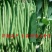 白芸豆种子早熟品种豆角扁豆蔬菜孑阳台四季豆盆栽