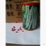 白芸豆种子早熟品种豆角扁豆蔬菜孑阳台四季豆盆栽