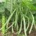 白芸豆种子早熟品种豆角扁豆蔬菜孑阳台四季豆盆栽