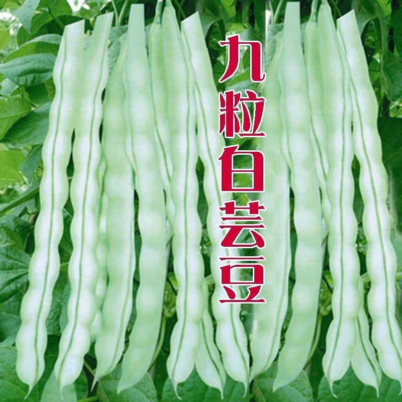白芸豆种子早熟品种豆角扁豆蔬菜孑阳台四季豆盆栽