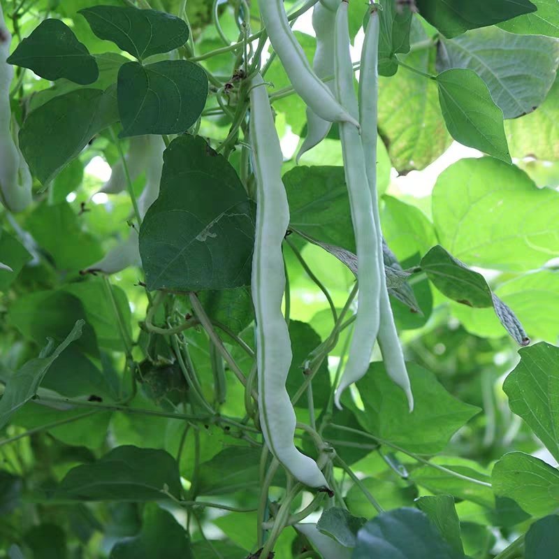 白芸豆种子早熟品种豆角扁豆蔬菜孑阳台四季豆盆栽