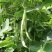 白芸豆种子早熟品种豆角扁豆蔬菜孑阳台四季豆盆栽