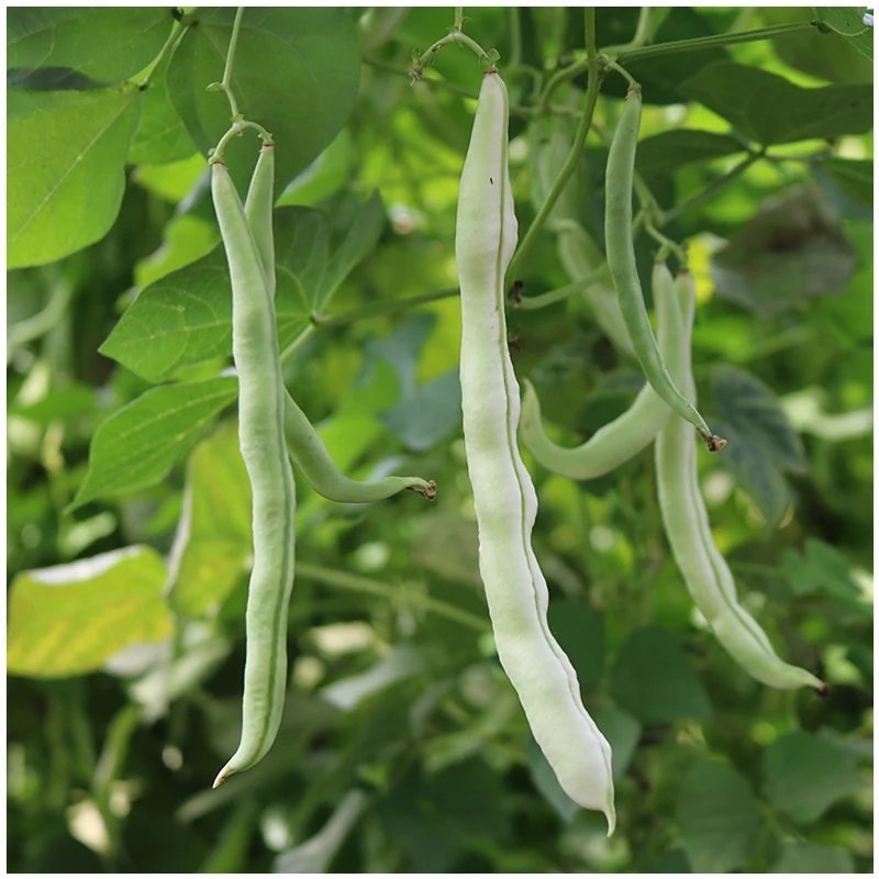 白芸豆种子早熟品种豆角扁豆蔬菜孑阳台四季豆盆栽