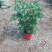 幸福树50~80cm，可视频图片看货种植基地批发