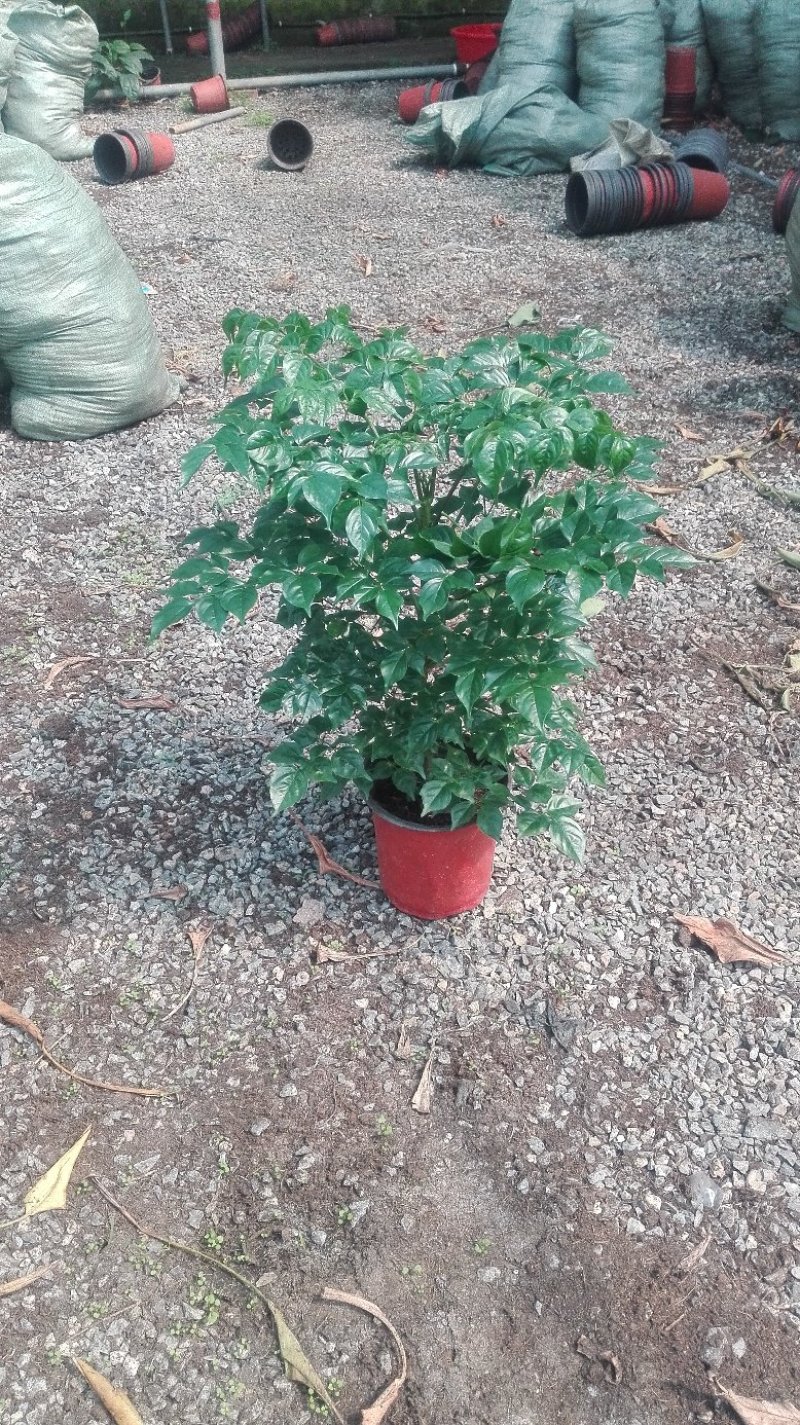 幸福树50~80cm，可视频图片看货种植基地批发