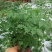 幸福树50~80cm，可视频图片看货种植基地批发