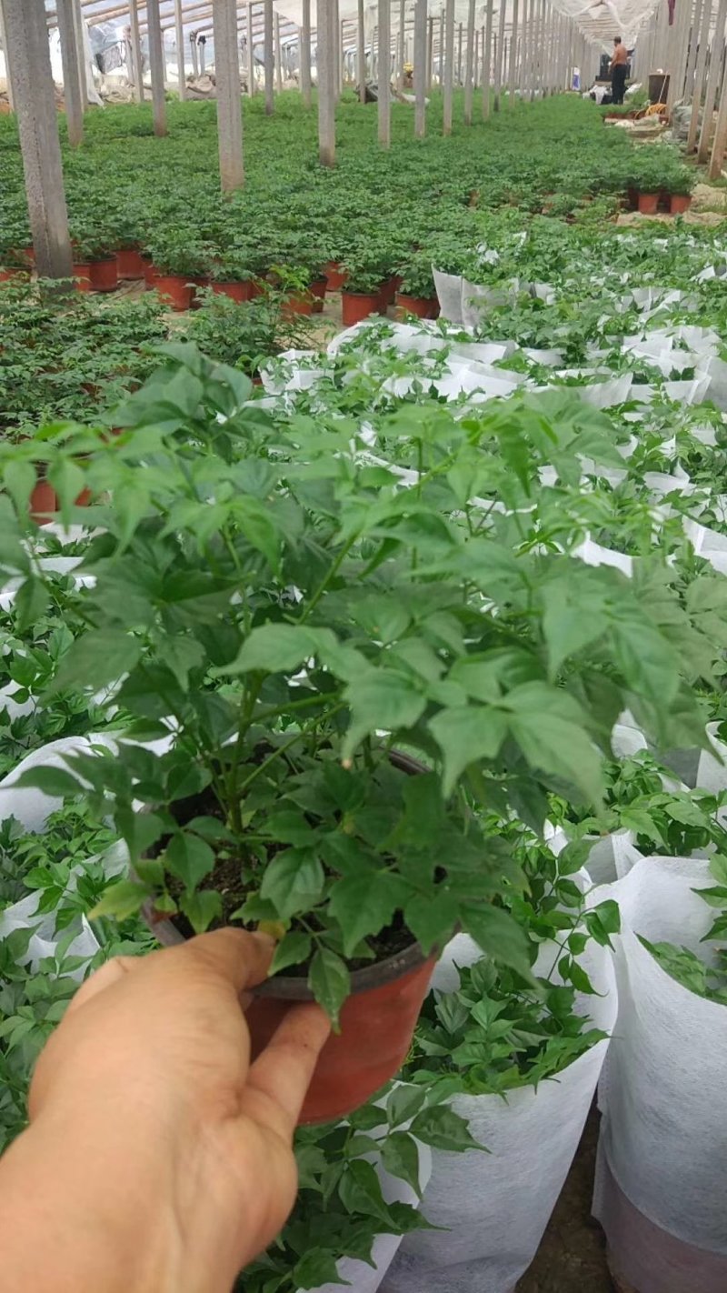 幸福树50~80cm，可视频图片看货种植基地批发
