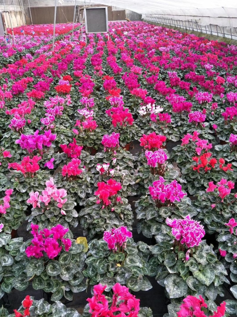 幸福树50~80cm，可视频图片看货种植基地批发
