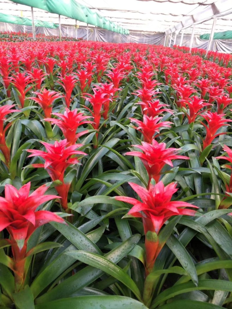 幸福树50~80cm，可视频图片看货种植基地批发