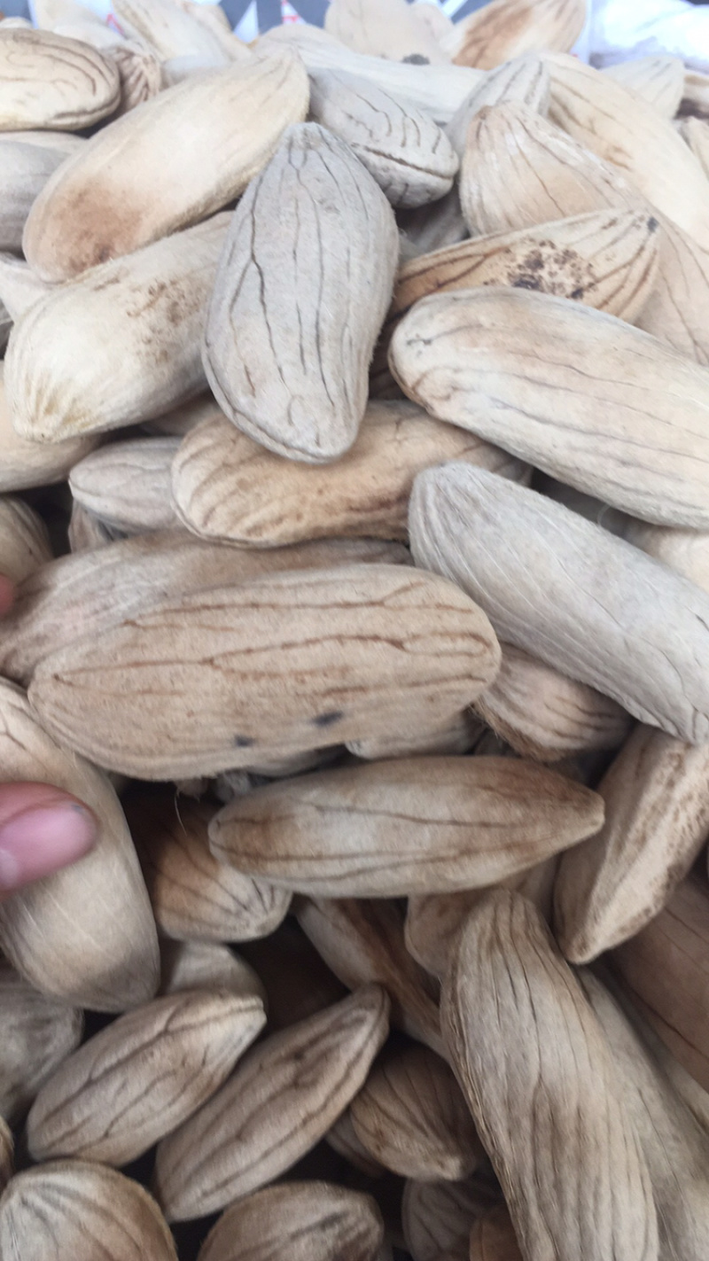 芒果核中药材批发量大包邮量大包邮芒果核无硫