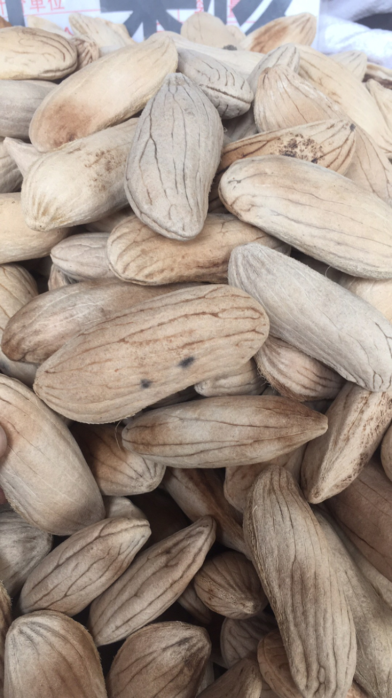 芒果核中药材批发量大包邮量大包邮芒果核无硫