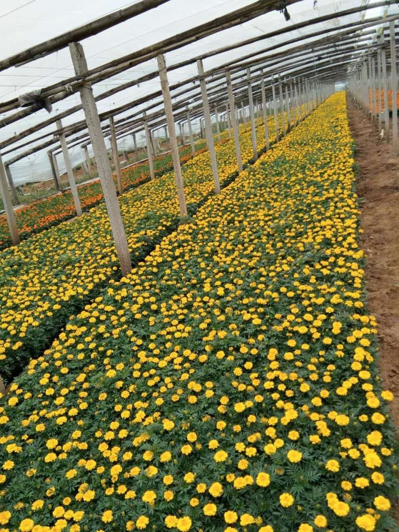长春花-天天开颜色全，可视频图片看货，种植基地直供批发