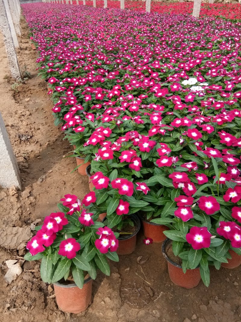 长春花-天天开颜色全，可视频图片看货，种植基地直供批发