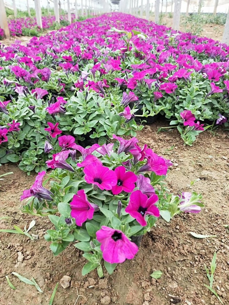 长春花-天天开颜色全，可视频图片看货，种植基地直供批发
