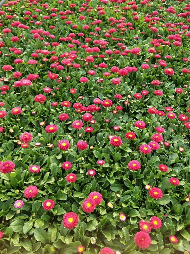 长春花-天天开颜色全，可视频图片看货，种植基地直供批发