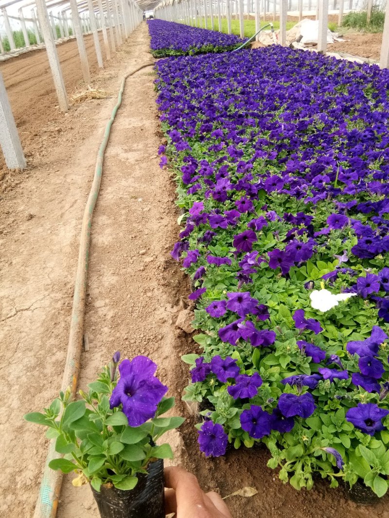 长春花-天天开颜色全，可视频图片看货，种植基地直供批发