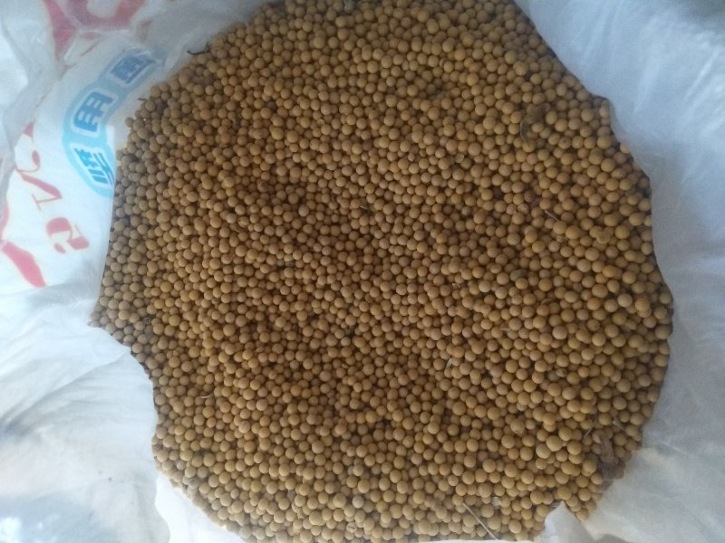 黑龙江省的海伦市大豆
