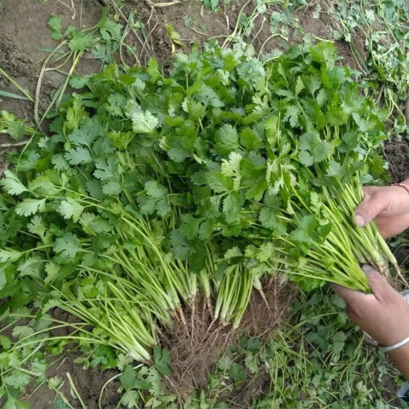 四季香菜种子/苗大叶芫荽阳台种菜食用蔬菜种子