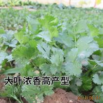 四季香菜种子/苗大叶芫荽阳台种菜食用蔬菜种子
