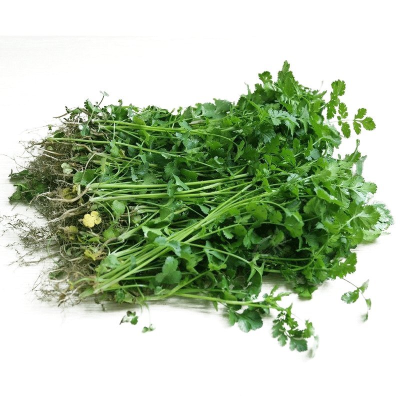 四季香菜种子/苗大叶芫荽阳台种菜食用蔬菜种子