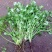 四季香菜种子/苗大叶芫荽阳台种菜食用蔬菜种子