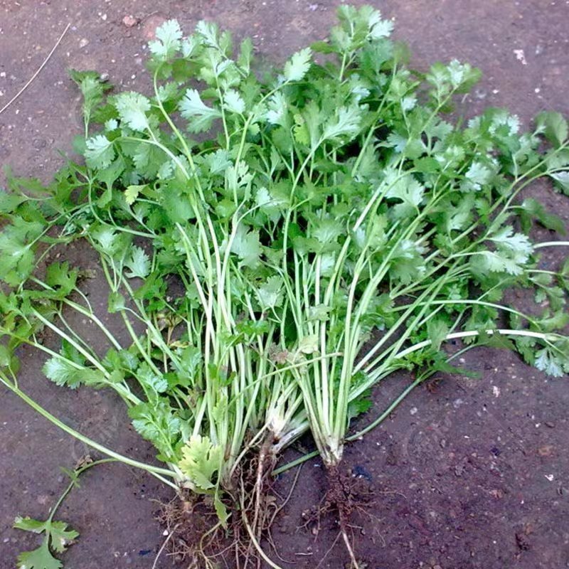 四季香菜种子/苗大叶芫荽阳台种菜食用蔬菜种子