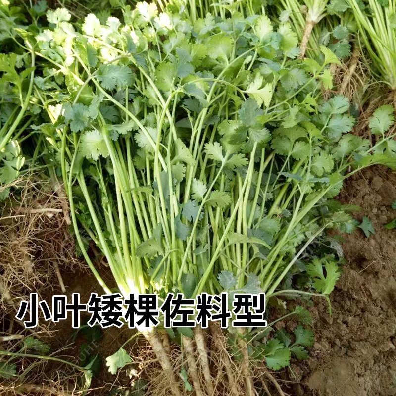 四季香菜种子/苗大叶芫荽阳台种菜食用蔬菜种子