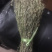 野生矮脚独脚金