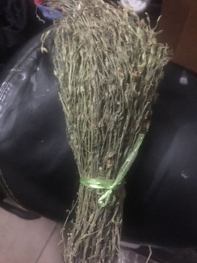 野生矮脚独脚金