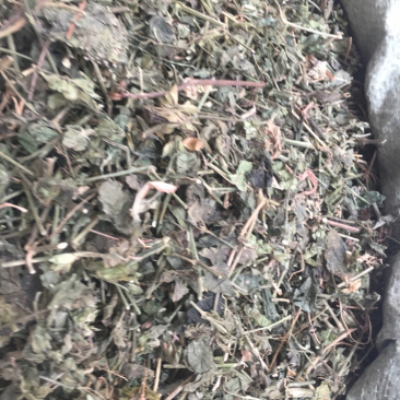 狗肝菜中药材中药材量大包邮