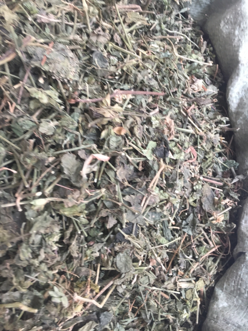狗肝菜中药材中药材量大包邮