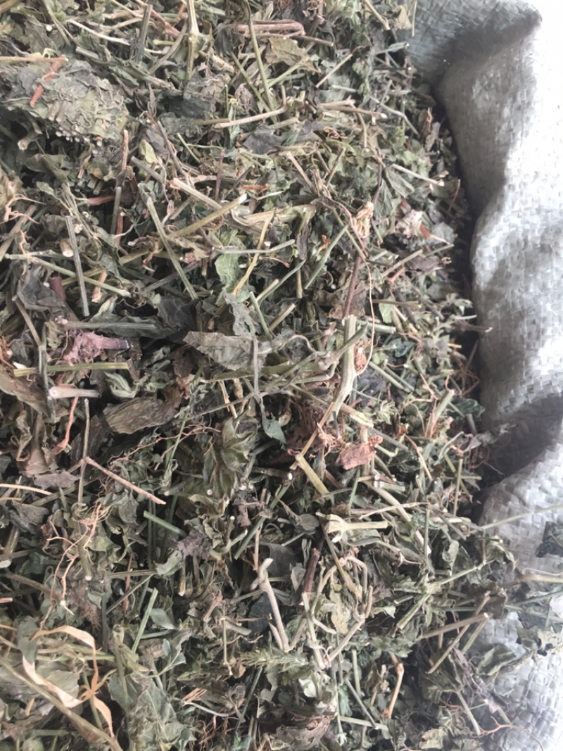 狗肝菜中药材中药材量大包邮