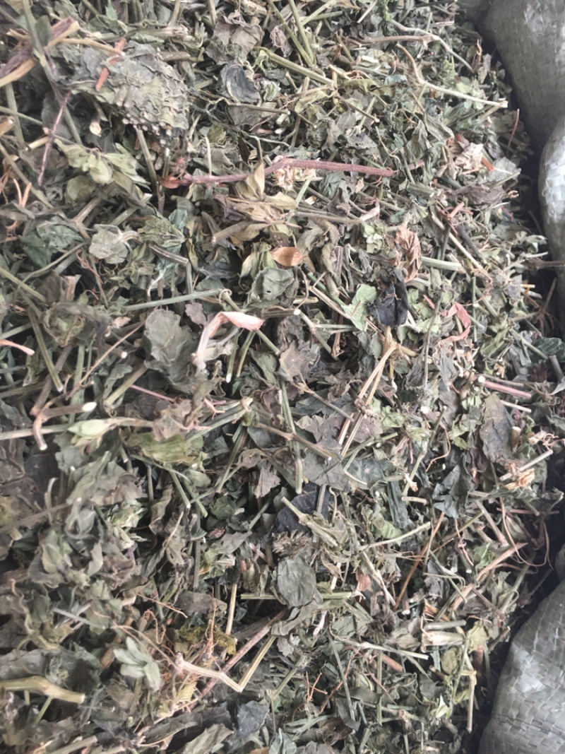 狗肝菜中药材中药材量大包邮