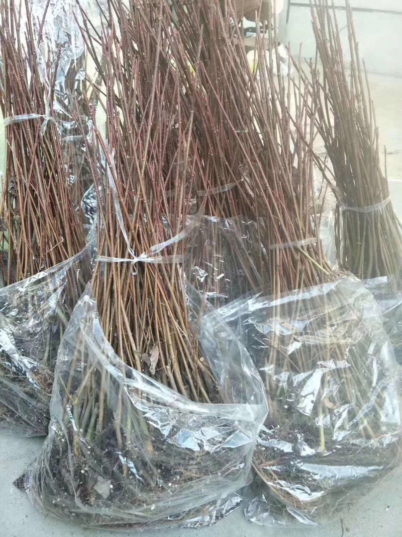 红枫小苗红冠小苗各种规格均有