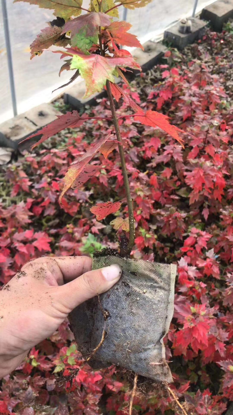 红枫小苗红冠小苗各种规格均有